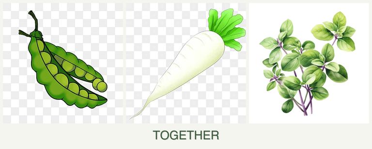 Can you plant peas, radishes and oregano together?