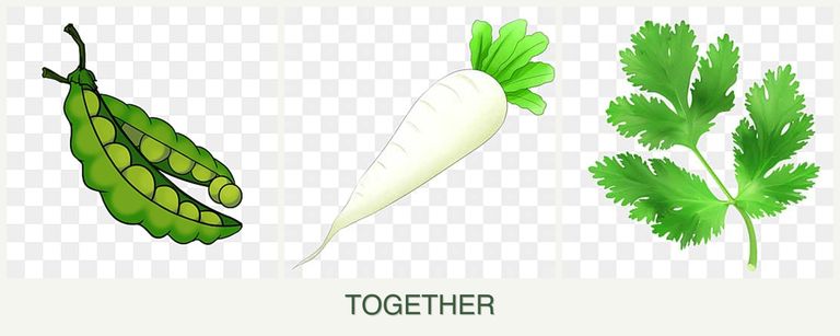 Can you plant peas, radishes and parsley together?