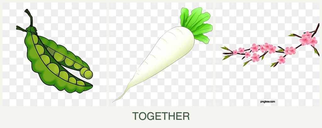 Can you plant peas, radishes and peaches together?