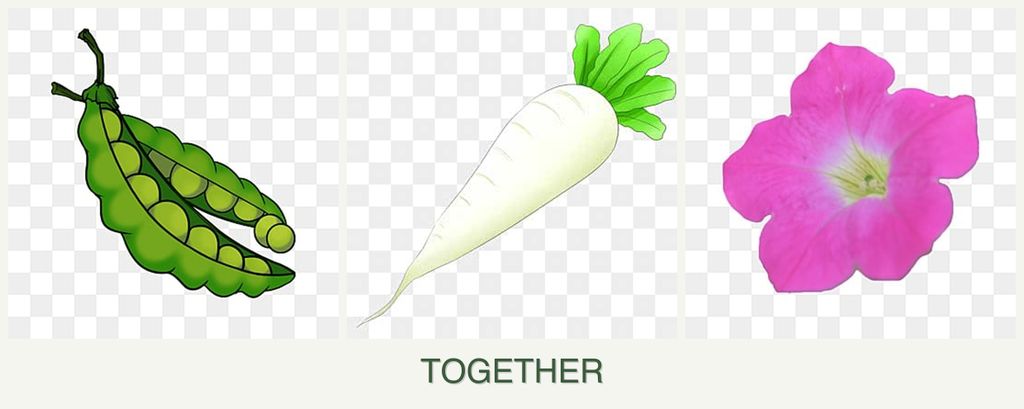 Can you plant peas, radishes and petunias together?