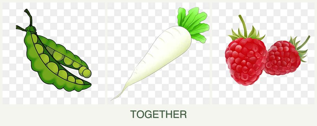 Can you plant peas, radishes and raspberries together?