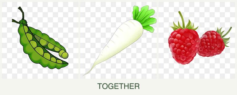 Can you plant peas, radishes and raspberries together?