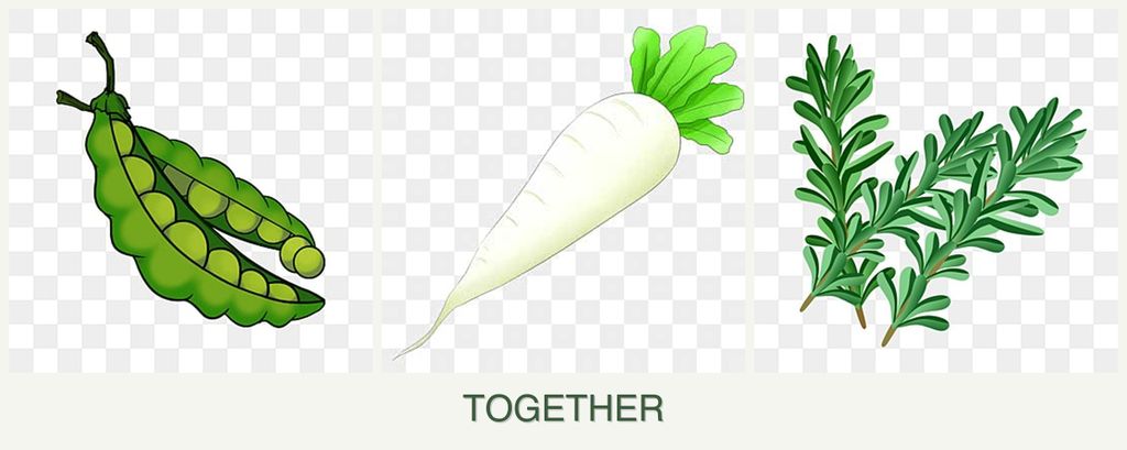Can you plant peas, radishes and rosemary together?