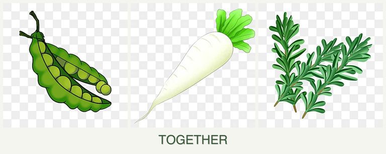 Can you plant peas, radishes and rosemary together?