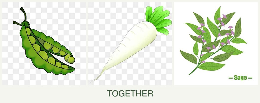 Can you plant peas, radishes and sage together?