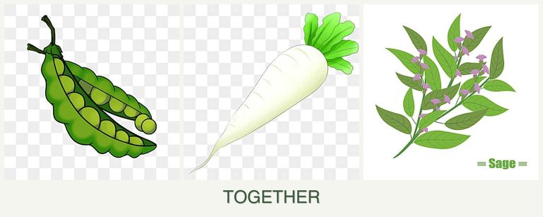Can you plant peas, radishes and sage together?