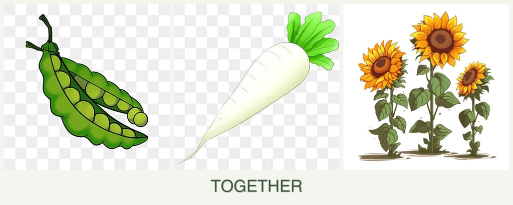 Can you plant peas, radishes and sunflowers together?