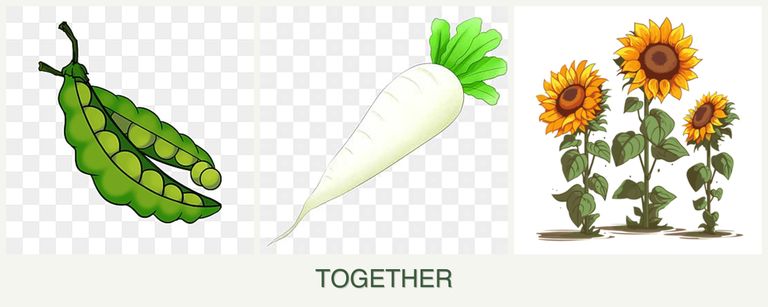 Can you plant peas, radishes and sunflowers together?