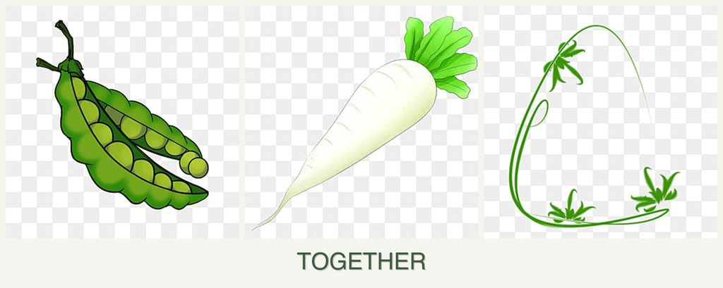 Can you plant peas, radishes and tarragon together?