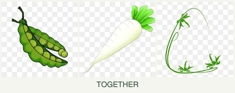 Can you plant peas, radishes and tarragon together?