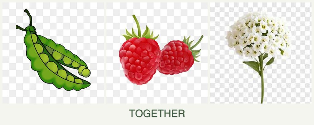 Can you plant peas, raspberries and alyssum together?