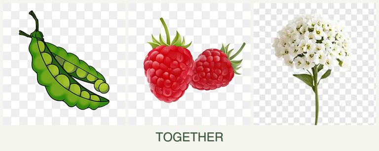 Can you plant peas, raspberries and alyssum together?