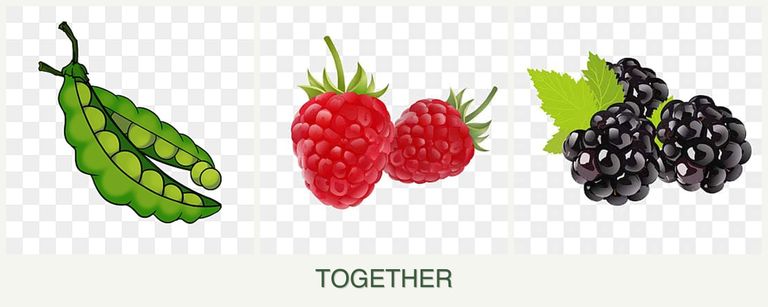 Can you plant peas, raspberries and blackberries together?