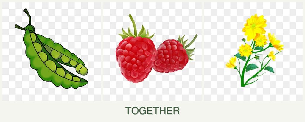 Can you plant peas, raspberries and calendula together?