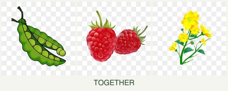 Can you plant peas, raspberries and calendula together?