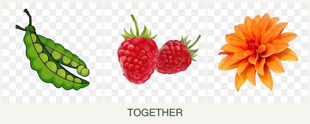 Can you plant peas, raspberries and dahlias together?