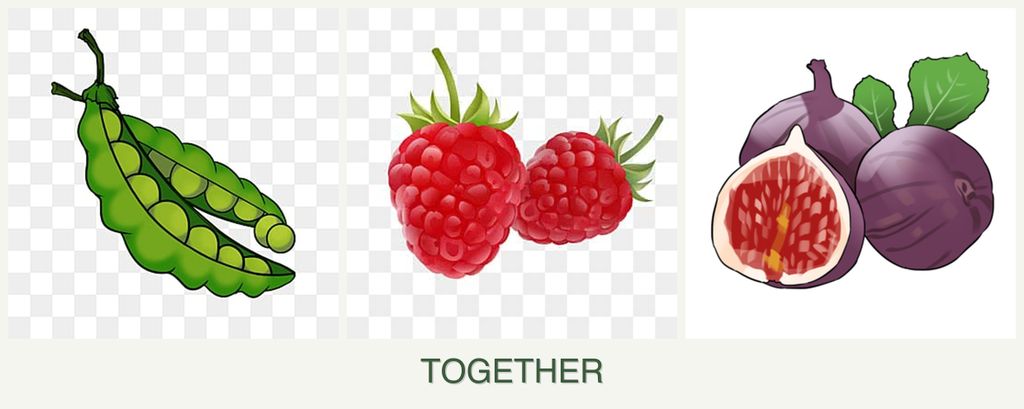 Can you plant peas, raspberries and figs together?