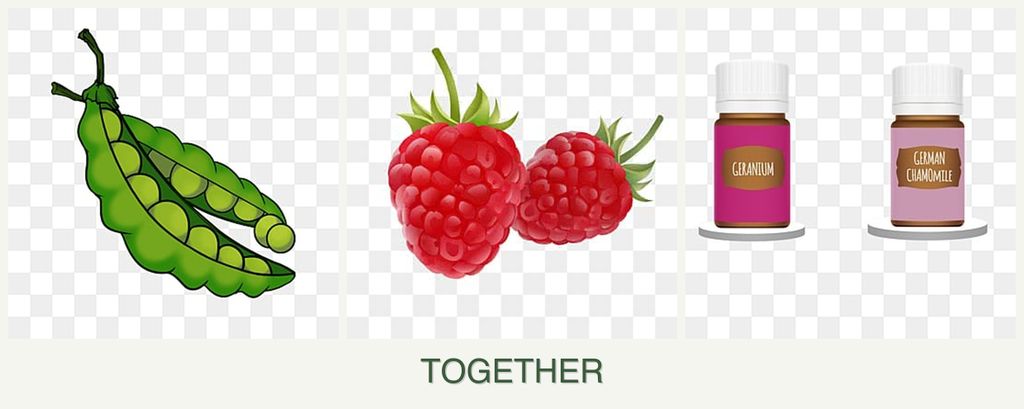 Can you plant peas, raspberries and geraniums together?