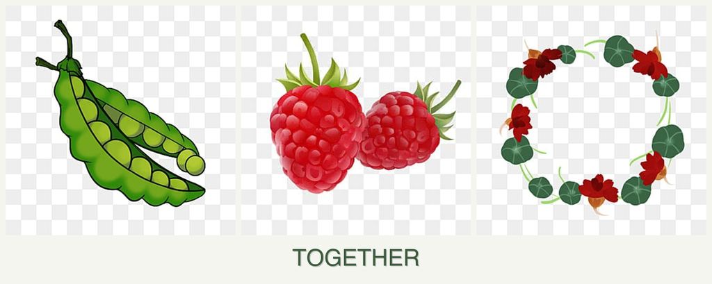 Can you plant peas, raspberries and nasturtiums together?
