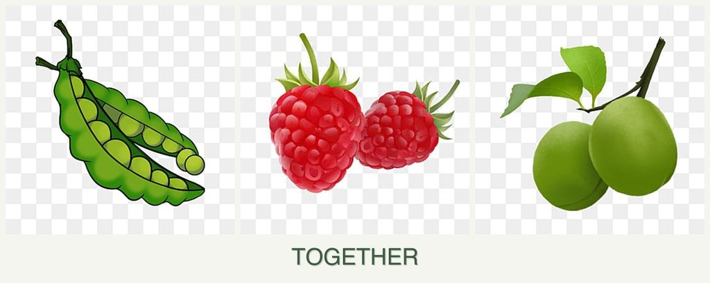 Can you plant peas, raspberries and plums together?