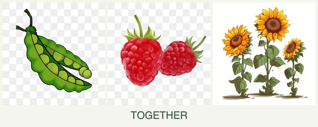 Can you plant peas, raspberries and sunflowers together?