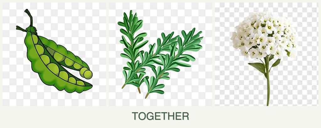 Can you plant peas, rosemary and alyssum together?