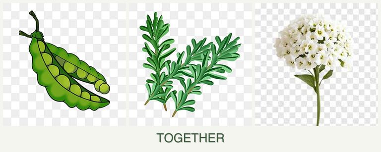 Can you plant peas, rosemary and alyssum together?