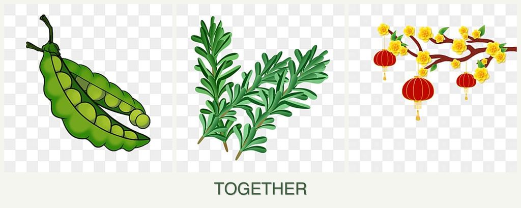 Can you plant peas, rosemary and apricots together?