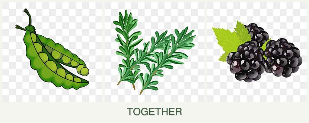 Can you plant peas, rosemary and blackberries together?