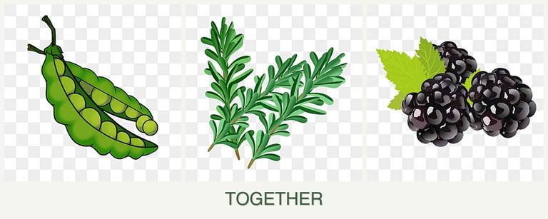 Can you plant peas, rosemary and blackberries together?