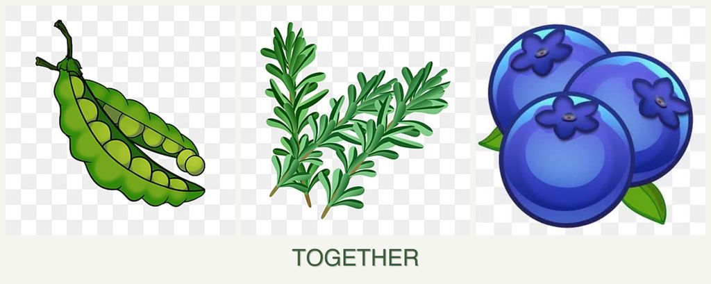 Can you plant peas, rosemary and blueberries together?