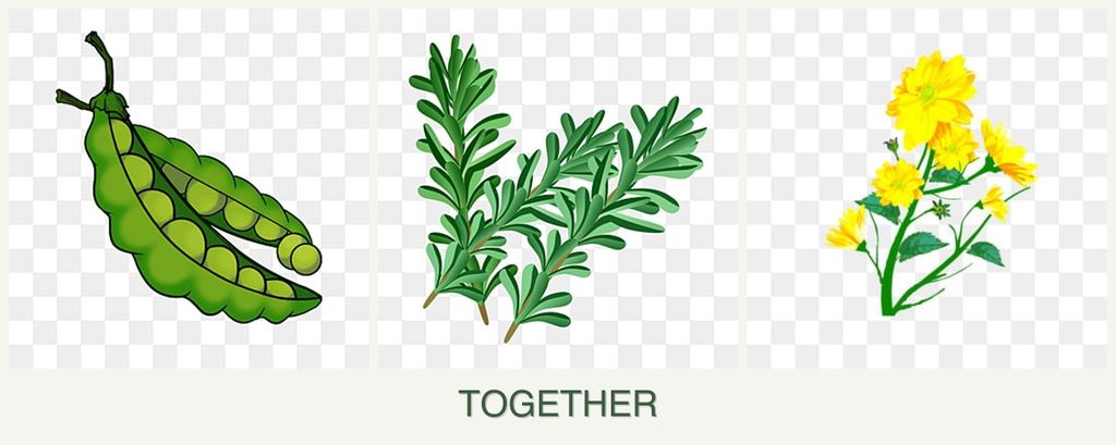 Can you plant peas, rosemary and calendula together?