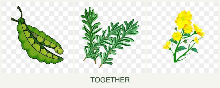 Can you plant peas, rosemary and calendula together?