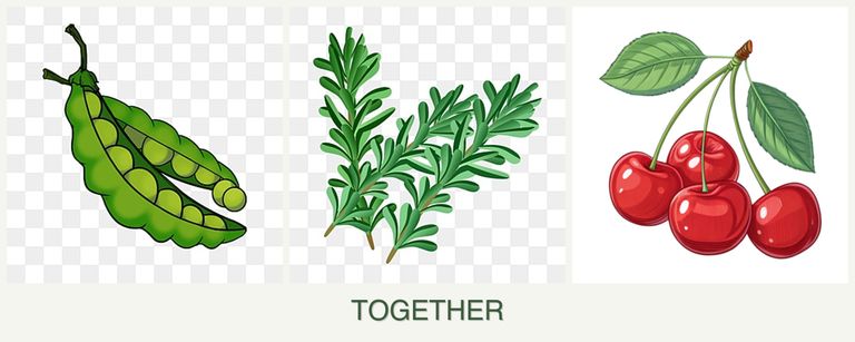 Can you plant peas, rosemary and cherries together?