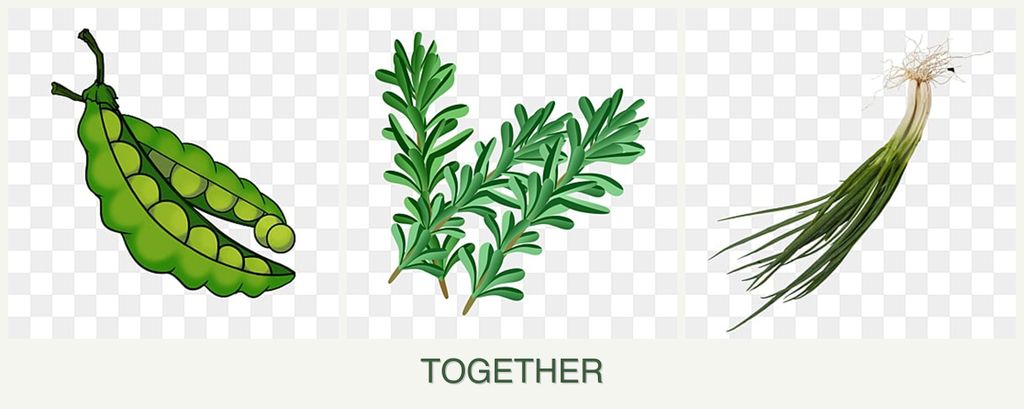 Can you plant peas, rosemary and chives together?