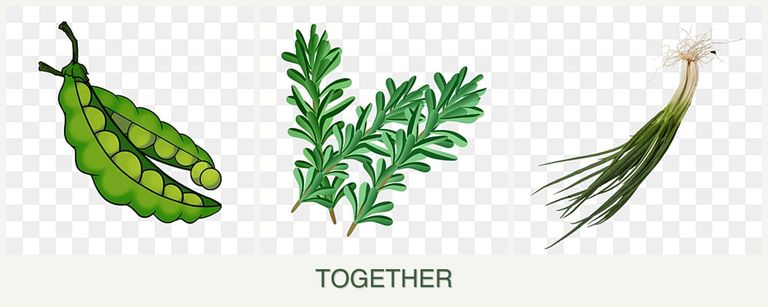 Can you plant peas, rosemary and chives together?