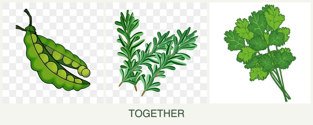 Can you plant peas, rosemary and cilantro together?