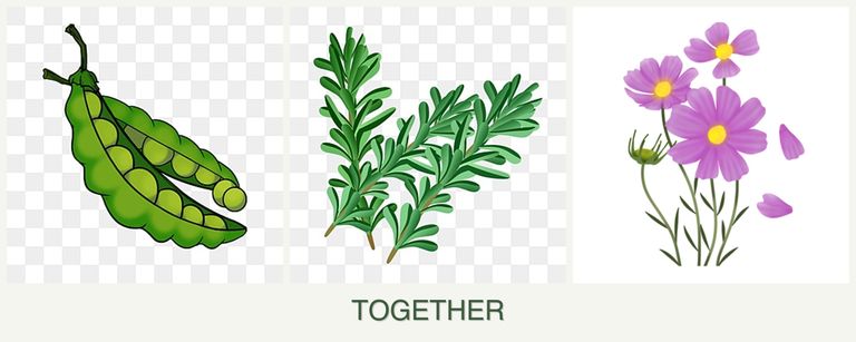 Can you plant peas, rosemary and cosmos together?