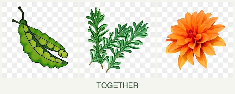 Can you plant peas, rosemary and dahlias together?