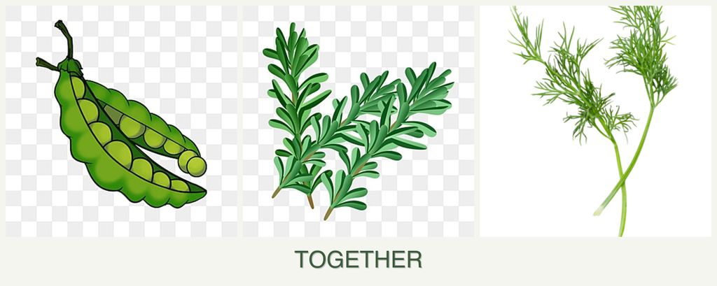 Can you plant peas, rosemary and dill together?