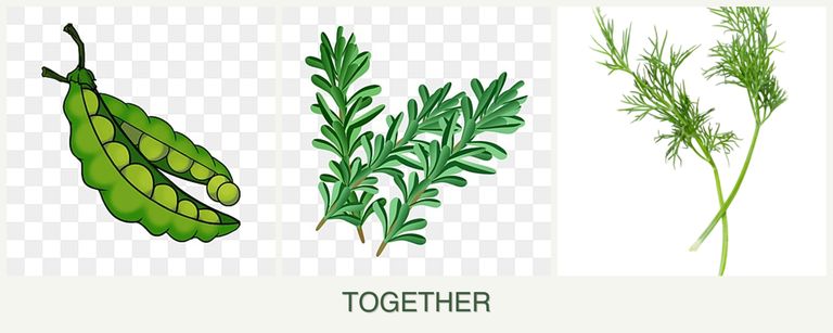 Can you plant peas, rosemary and dill together?
