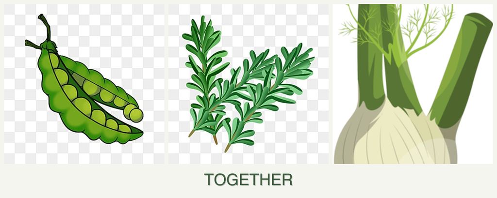 Can you plant peas, rosemary and fennel together?