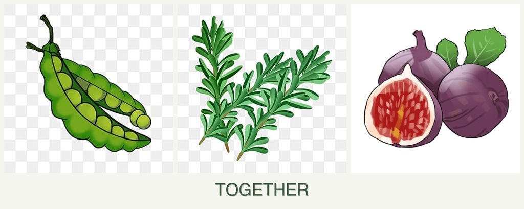 Can you plant peas, rosemary and figs together?