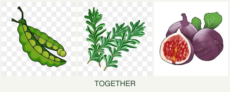 Can you plant peas, rosemary and figs together?