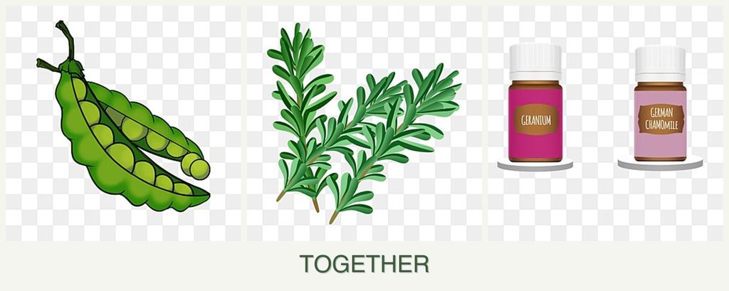 Can you plant peas, rosemary and geraniums together?