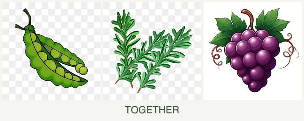 Can you plant peas, rosemary and grapes together?
