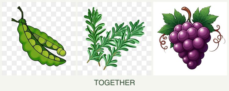 Can you plant peas, rosemary and grapes together?