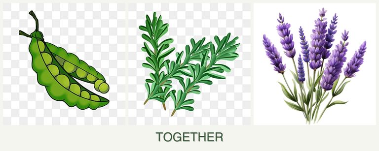 Can you plant peas, rosemary and lavender together?