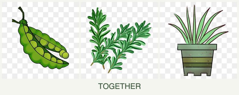 Can you plant peas, rosemary and lemongrass together?