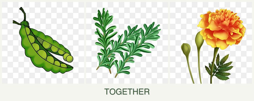 Can you plant peas, rosemary and marigolds together?